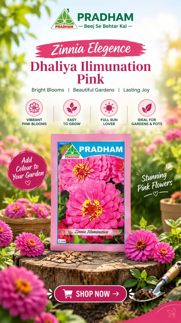 Zinnia_Elegence_Dhaliya_Ilimunation_pink_10_gram
