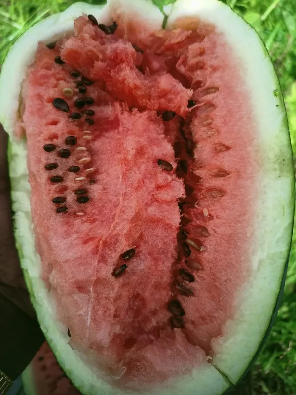 Water_melon_Magic