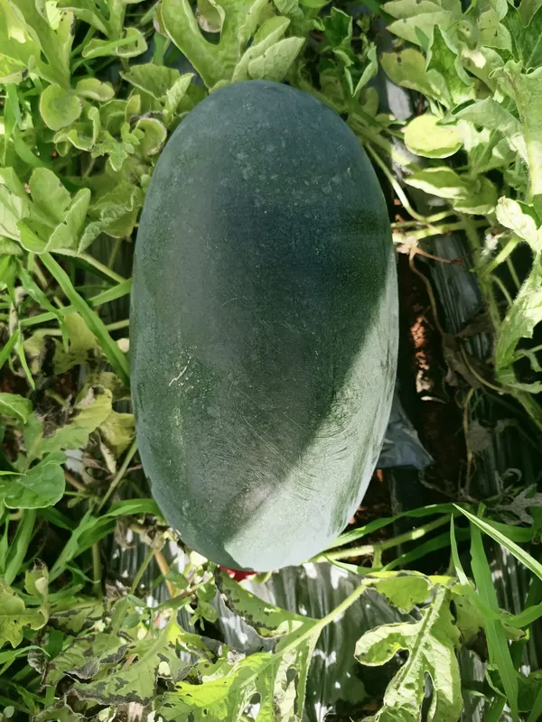 Water_melon_Magic