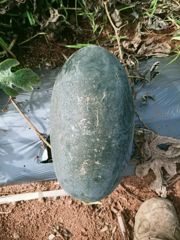 Water_melon_Magic