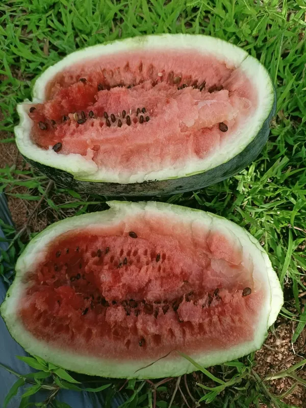Water_melon_Magic