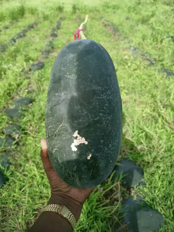 Water_melon_Magic