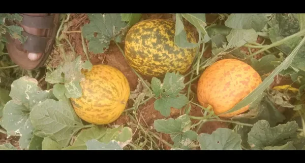 Cucumber_round_gulla