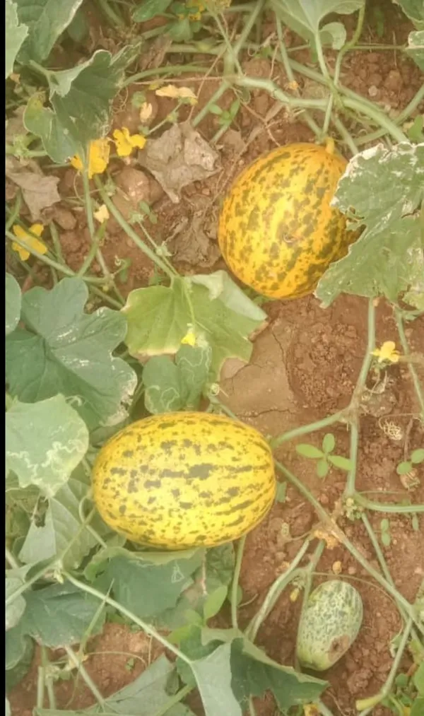 Cucumber_round_gulla