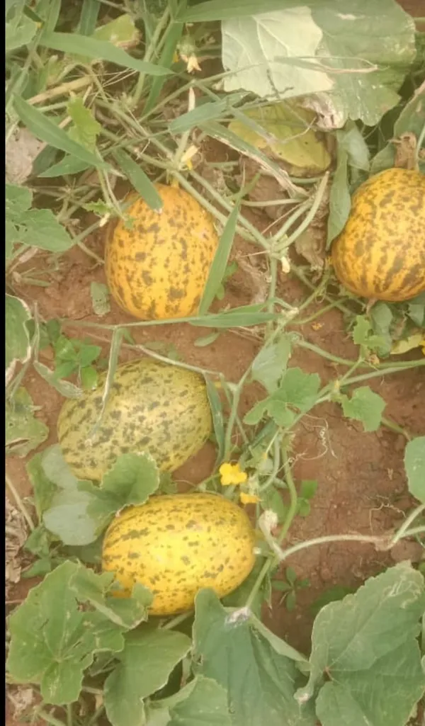Cucumber_round_gulla