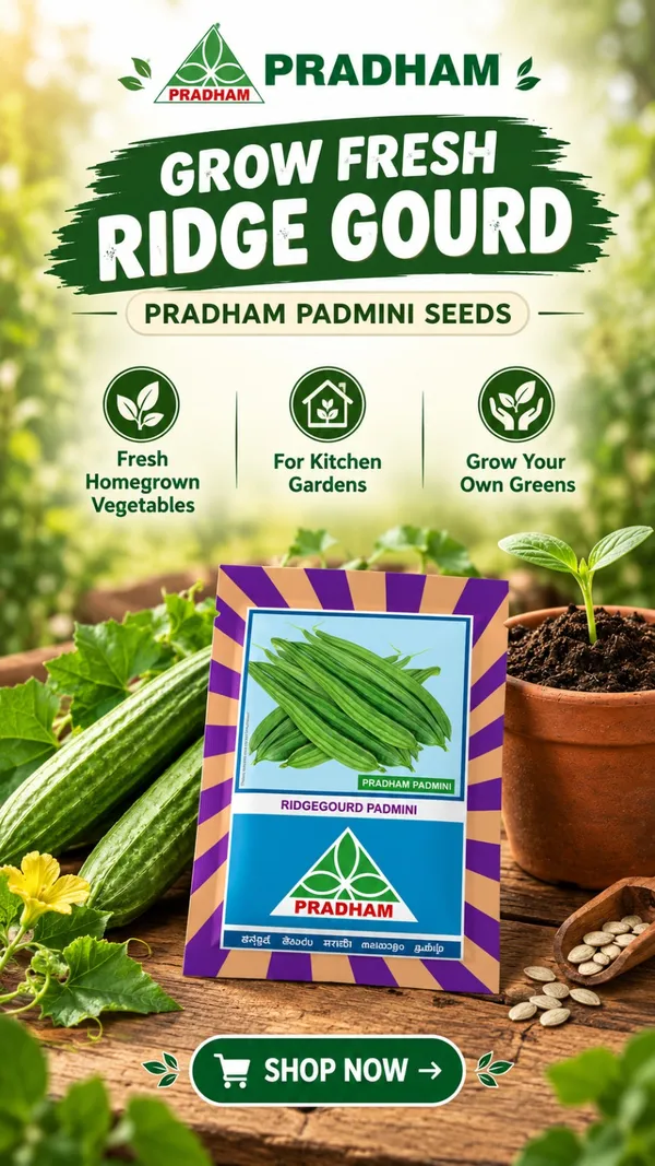 Ridge_gourd_padmini_1_kg