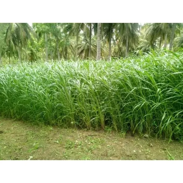 Fodder_sorgum_COFS-31