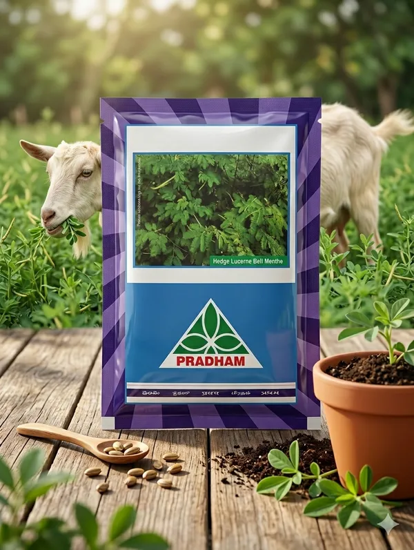 hedge_lucerne_(Beli_menthe)