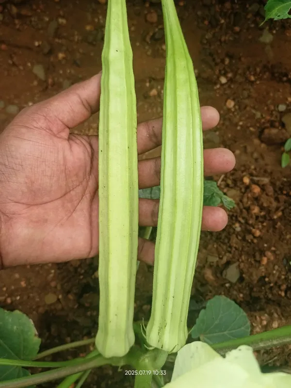 Bhendi_White_long