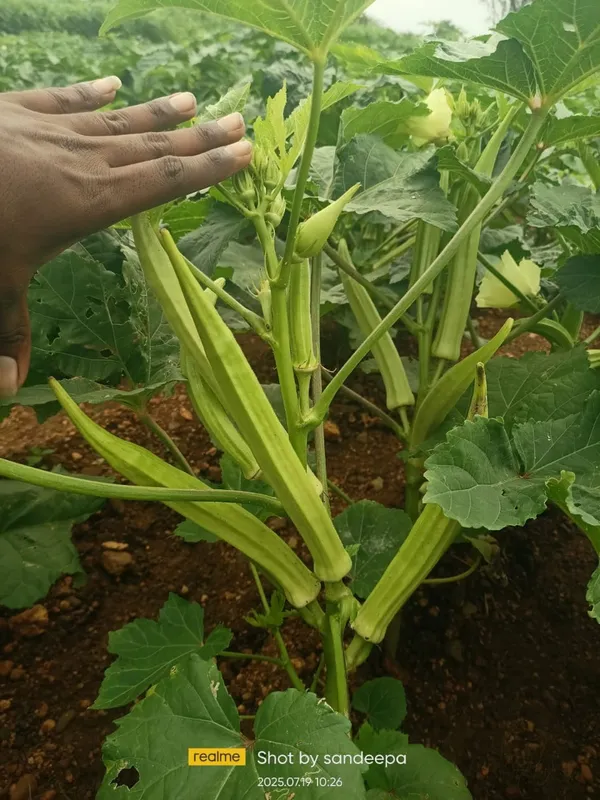 Bhendi_White_long