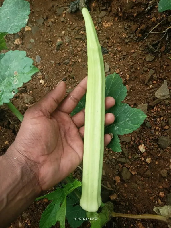 Bhendi_White_long