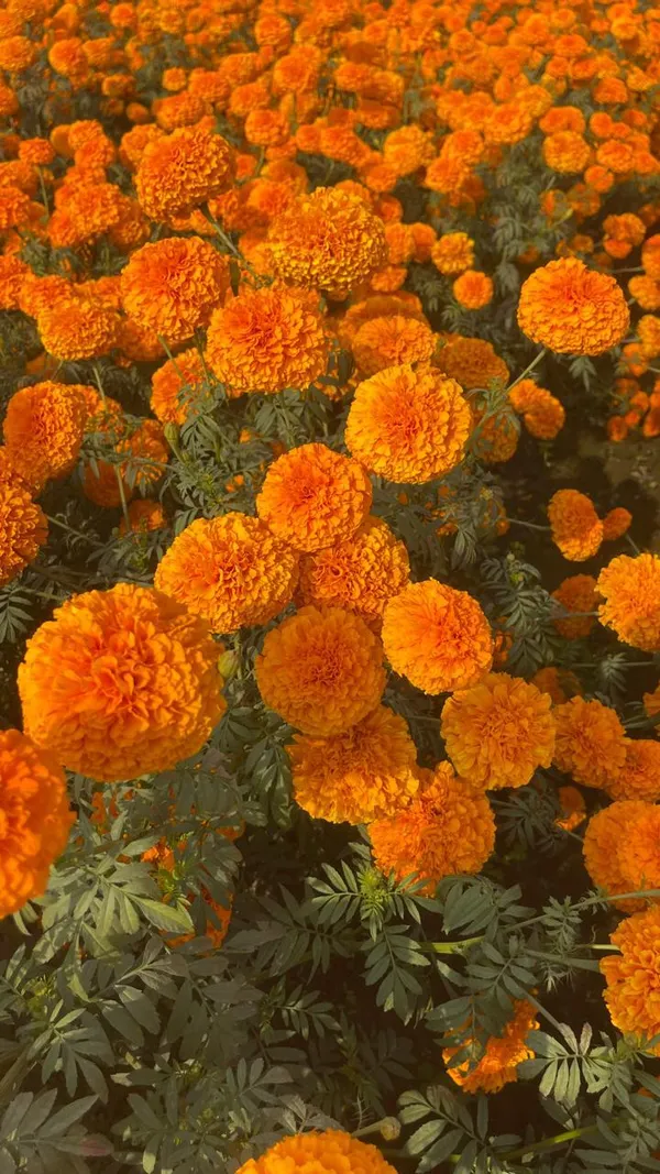 Marigold_F2_Orange