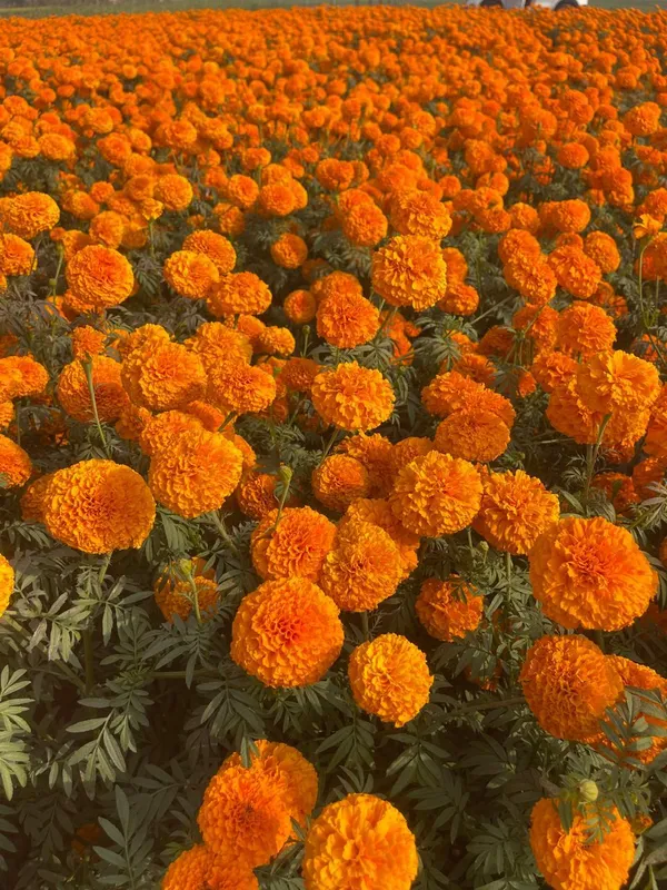Marigold_F2_Orange