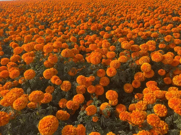 Marigold_F2_Orange