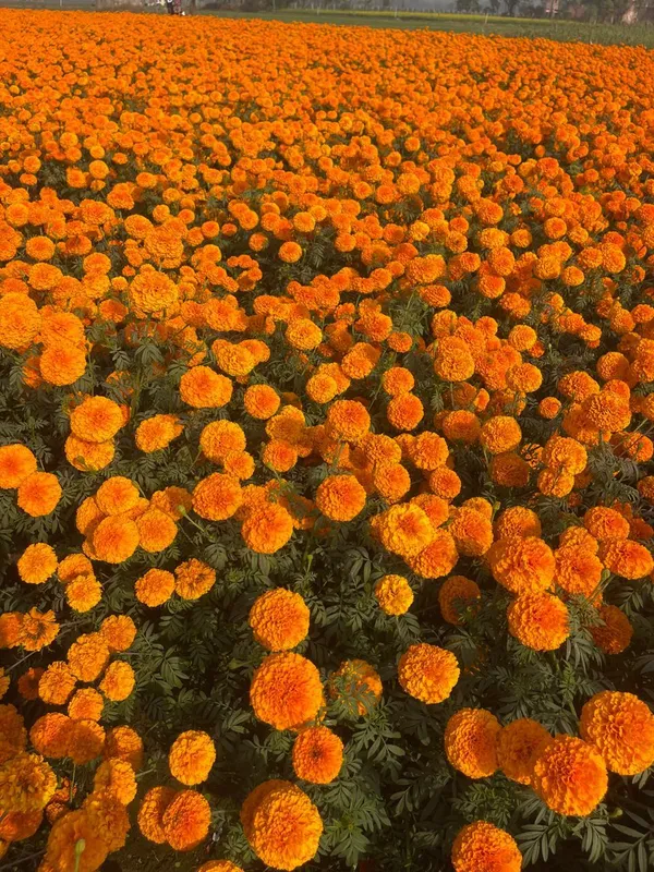 Marigold_F2_Orange