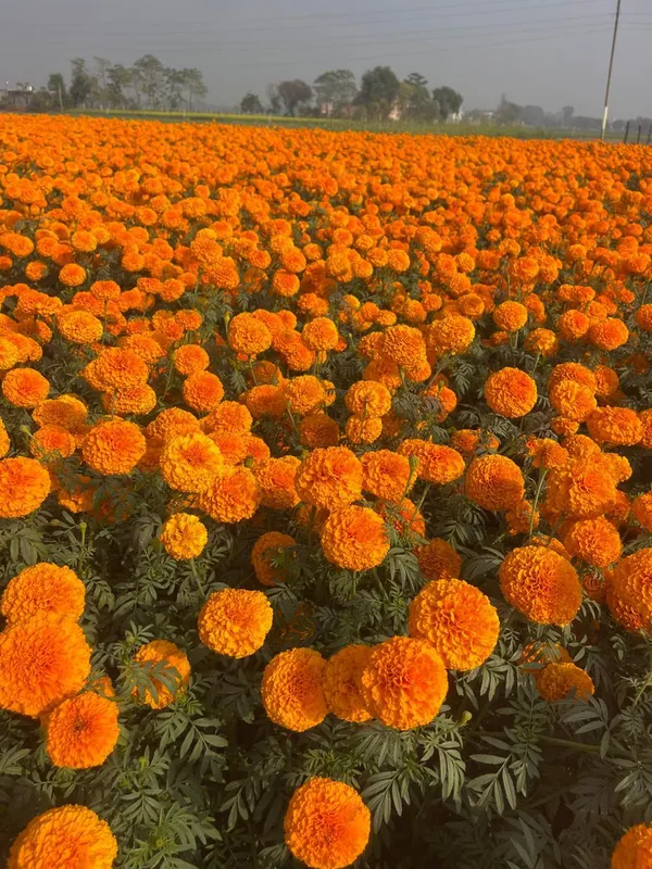 Marigold_F2_Orange