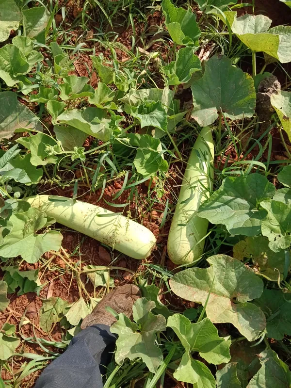 Bottle_gourd_Komal
