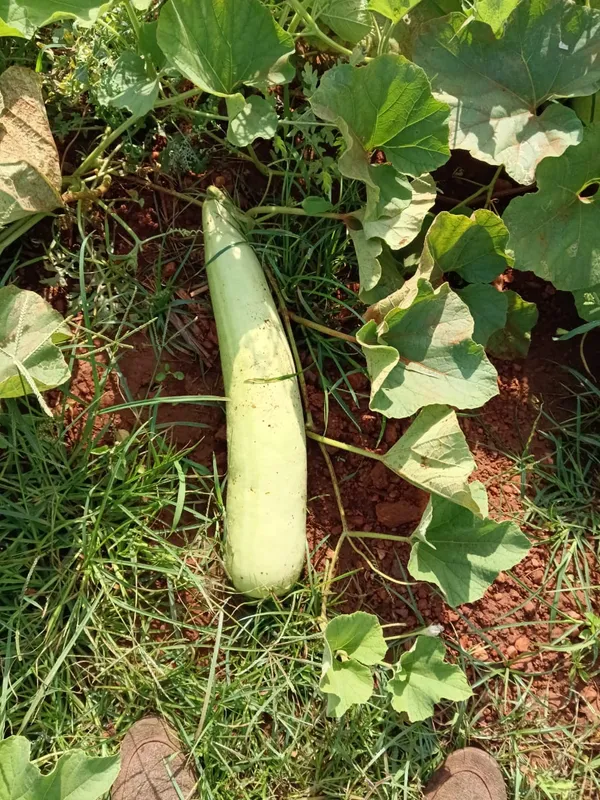 Bottle_gourd_Komal