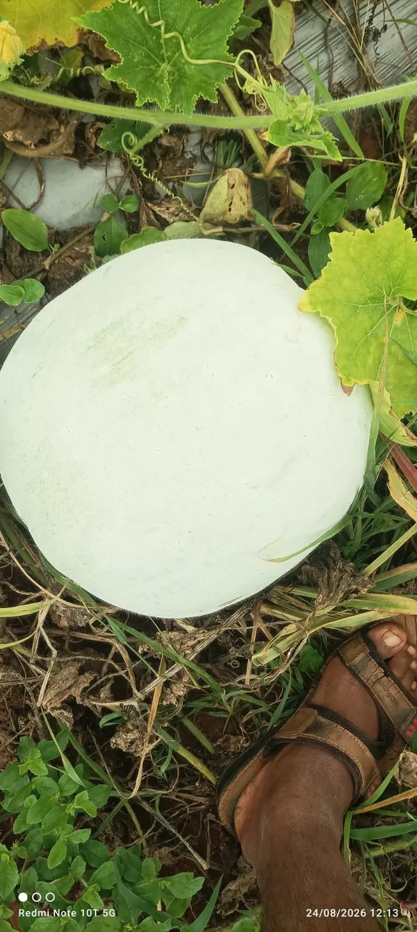 Ashgourd_Co-2