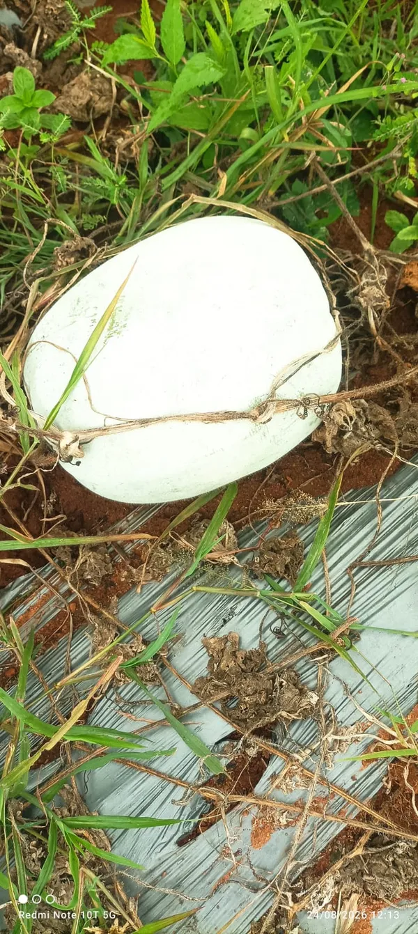Ashgourd_Co-2