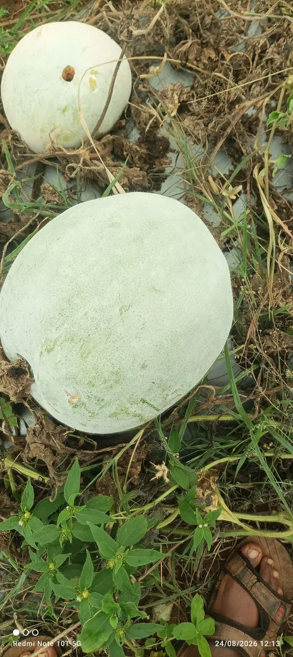 Ashgourd_Co-2