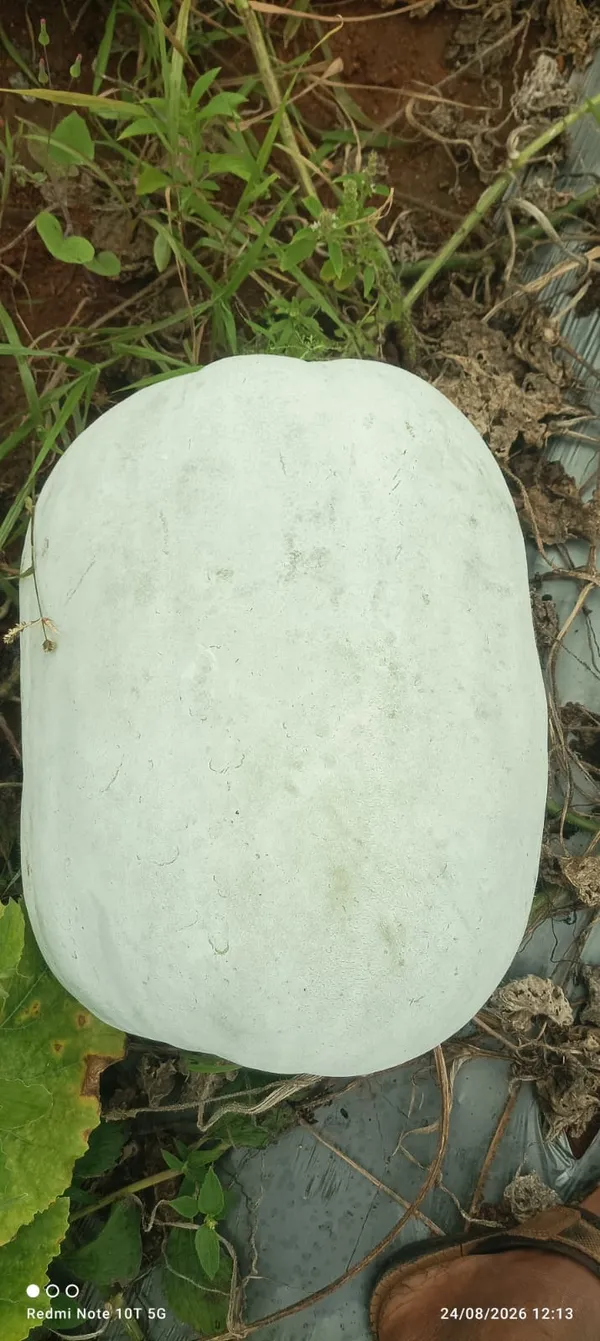Ashgourd_Co-2