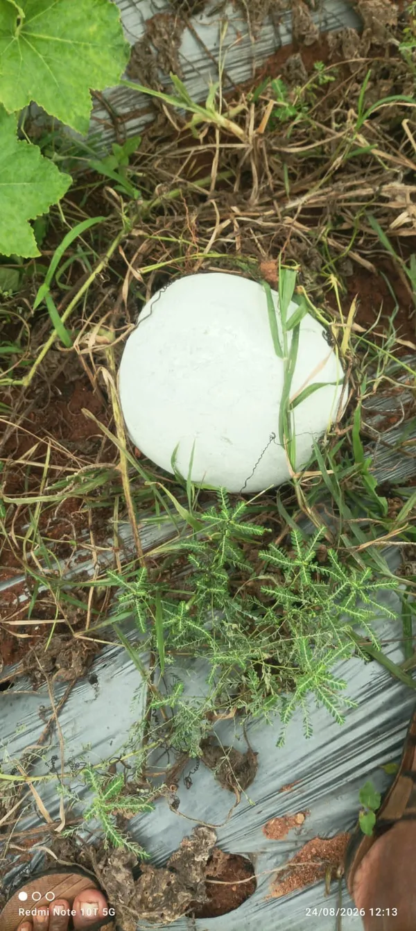 Ashgourd_Co-2