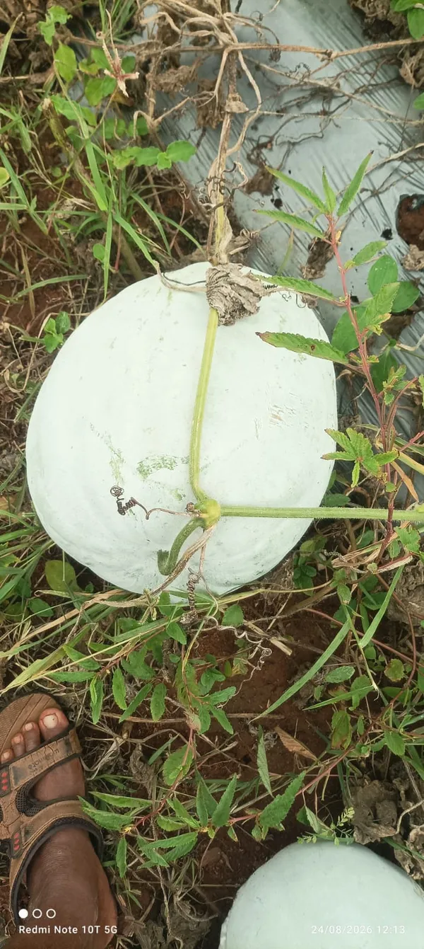 Ashgourd_Co-2