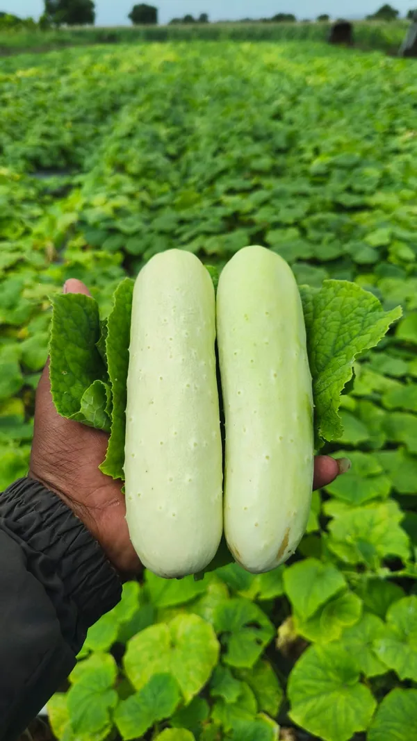 Cucumber_white_long