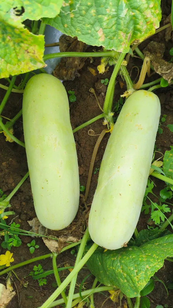 Cucumber_white_long