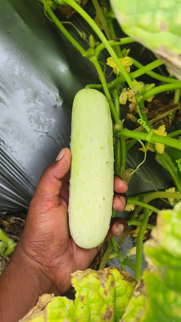 Cucumber_white_long