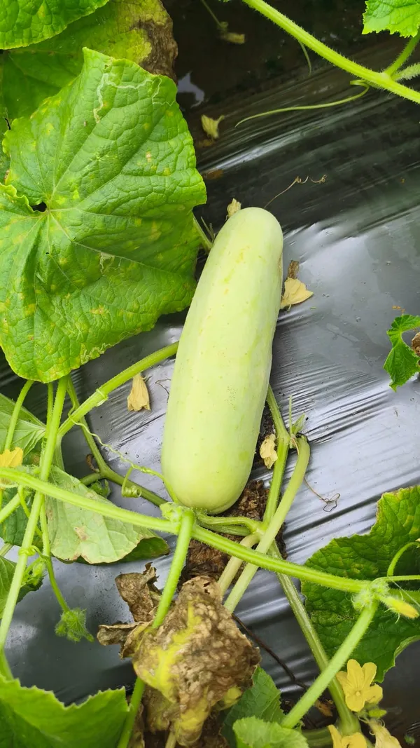 Cucumber_white_long