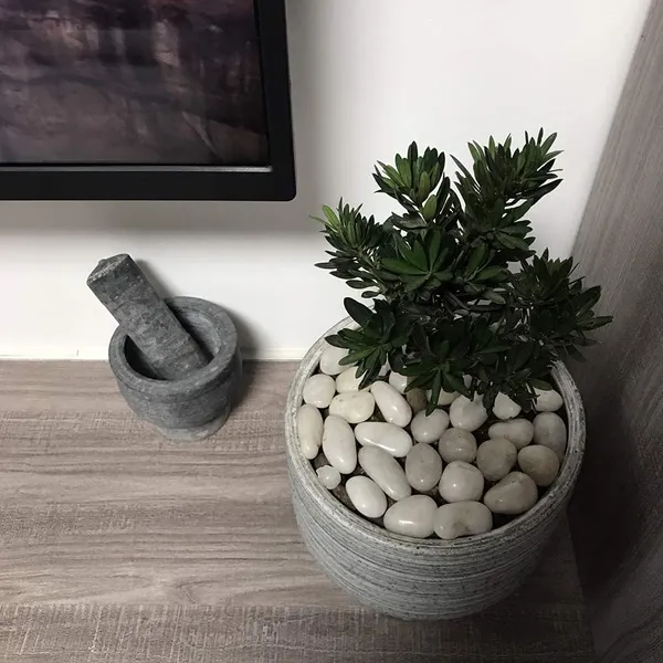 Bhargo_5Kg_Natural_Polished_White_Pebbles_(White_Polished)_Smooth_For_Plants,_Aquariums,Terrarium,Succulents,Garden_Pots,Bamboo_Plants_&_Multi_Purpose_Pack_(_White_Polished)