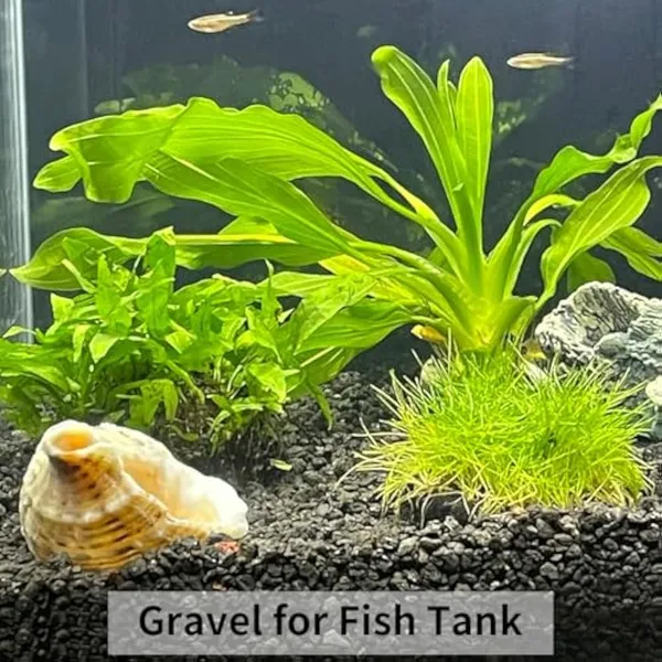 Bhargo_Black_Granite_Chips_Pebbles_For_Aquarium_Garden_Planter_Decor_Regular_Asymmetrical_Granite_Stone_(Black)