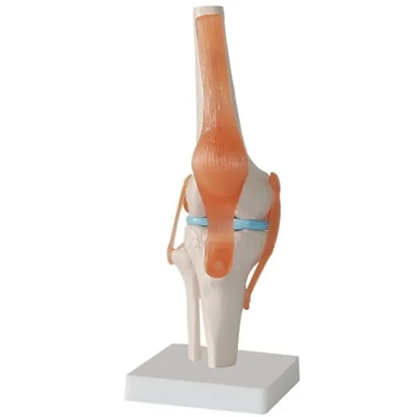 Life-Size_Human_Knee_Joint_Anatomical_Model_With_Stand_-_Educational_Medical_Training_Tool