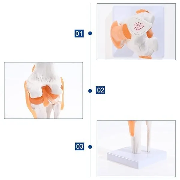 Life-Size_Human_Knee_Joint_Anatomical_Model_With_Stand_-_Educational_Medical_Training_Tool