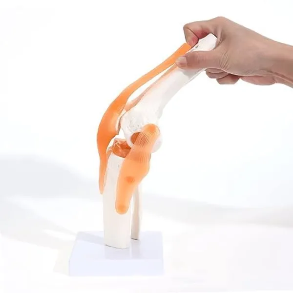 Life-Size_Human_Knee_Joint_Anatomical_Model_With_Stand_-_Educational_Medical_Training_Tool