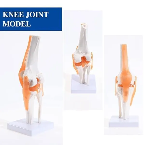 Life-Size_Human_Knee_Joint_Anatomical_Model_With_Stand_-_Educational_Medical_Training_Tool