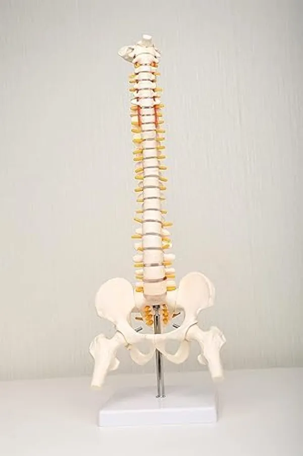 Full_Human_Spine_Model_With_Pelvis_And_Femur_Heads_-_Anatomical_Educational_Display