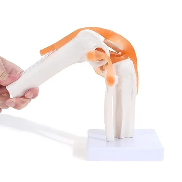 Life-Size_Human_Knee_Joint_Anatomical_Model_With_Stand_-_Educational_Medical_Training_Tool