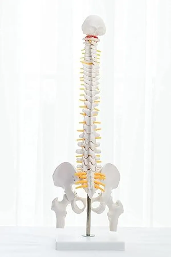 Full_Human_Spine_Model_With_Pelvis_And_Femur_Heads_-_Anatomical_Educational_Display