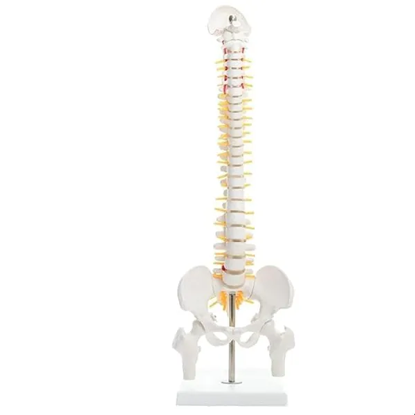 Full_Human_Spine_Model_With_Pelvis_And_Femur_Heads_-_Anatomical_Educational_Display