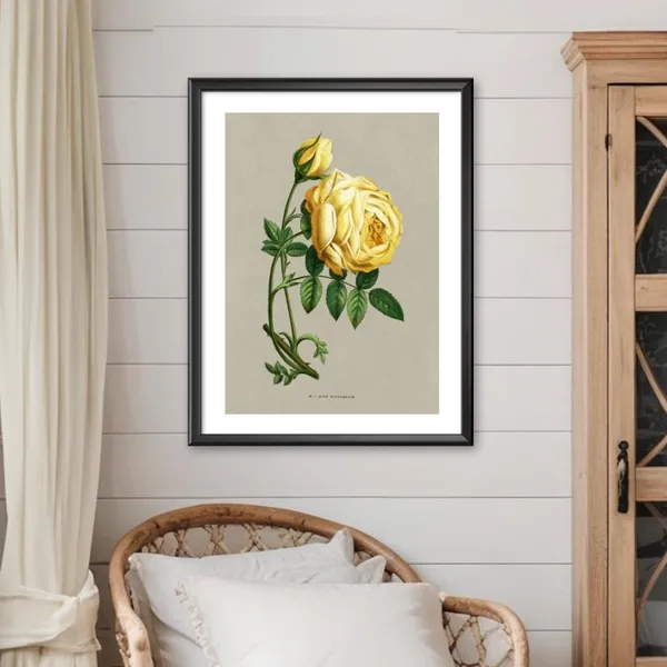 Yellow_Rose_Canvas_Print_Black_Frame