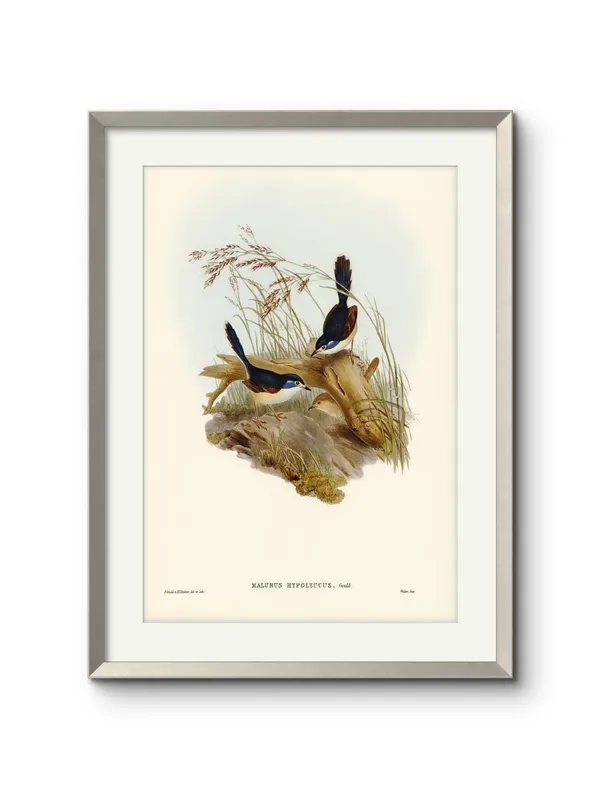 Birds_Malurus_Hypoleucus_Art_Print_White_Frame