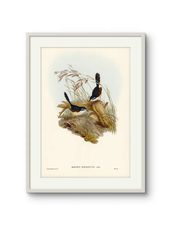 Birds_Malurus_Hypoleucus_Art_Print_White_Frame