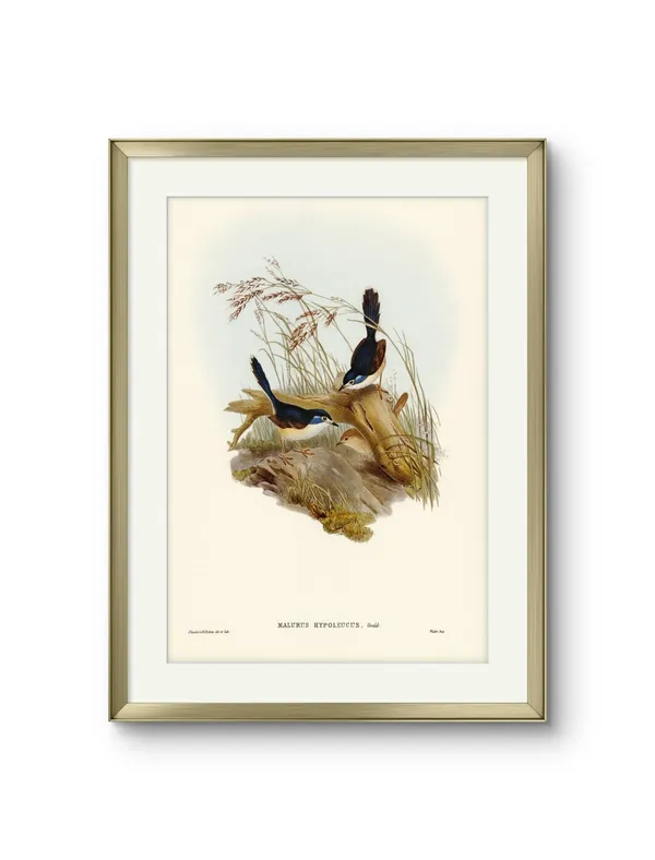 Birds_Malurus_Hypoleucus_Art_Print_White_Frame