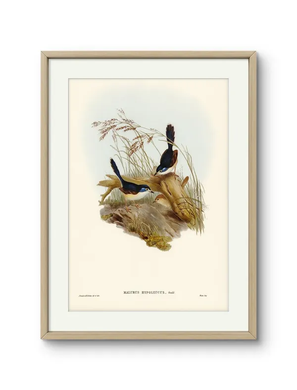 Birds_Malurus_Hypoleucus_Art_Print_Metal_Gold_Frame
