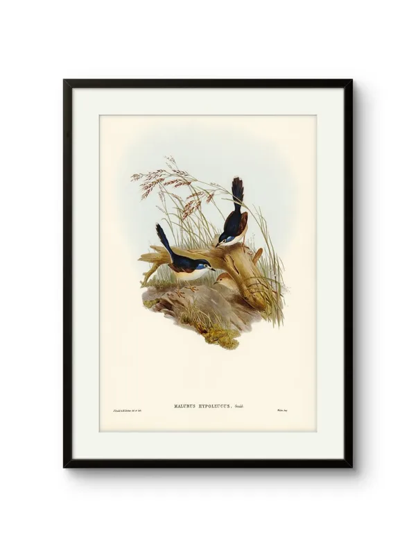 Birds_Malurus_Hypoleucus_Canvas_Print_Wooden_Frame