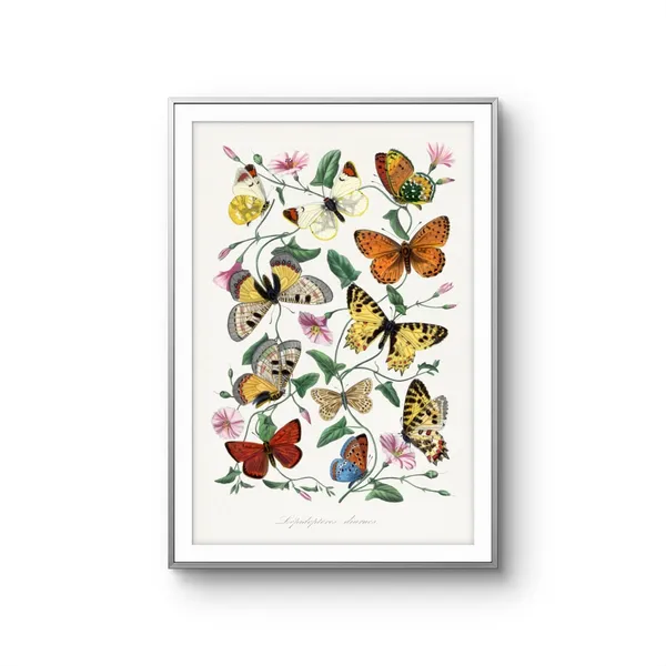 Fiber_Nature_Butterfly_And_Moth_Painting_Canvas_Print