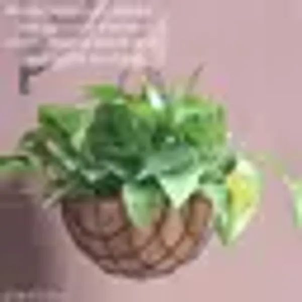 Pack_Of_4_8_Coco_Basket_Coir_Hanging_Basket_Coconut_Flower_Pot_Iron_Jali_Hanging_Pots_Flower_Pot_Jute_Basket_Pot_Coco_Basket_Eco_Friendly_Hanging_Baskets_Strong_Metal_Chain_Balcony_Pot_And_Basket_Garden_Indoor_Decorative_Basktet_With_Natural_Finish_Non_Plastic_Basket_And_Pots
